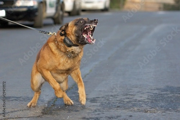 Obraz Snarling K9