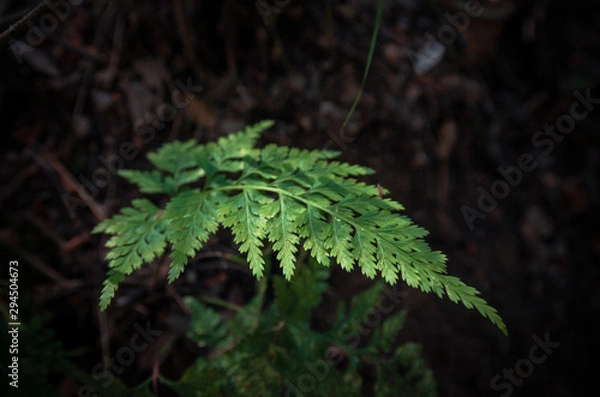 Obraz Hojas verdes en el bosque
