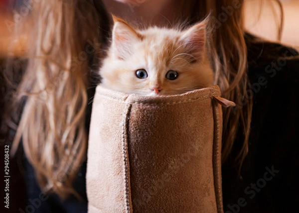 Obraz Kitten in a boot