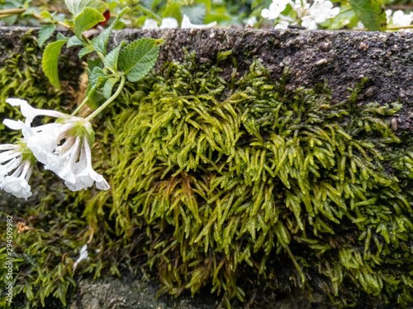 Obraz Moss on Stone