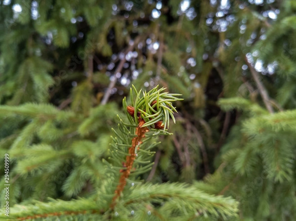 Obraz Evergreen Spiral