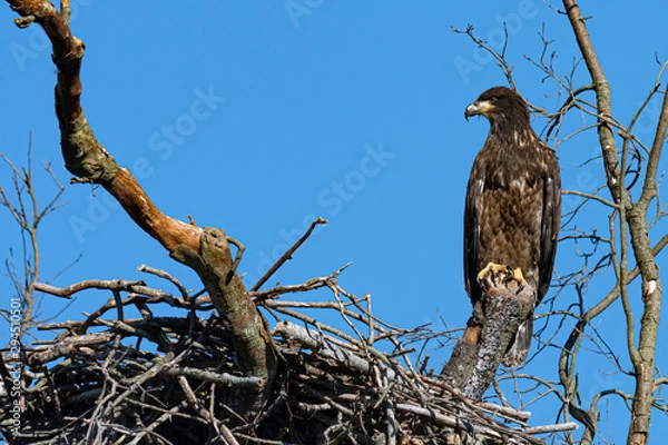 Fototapeta An Eaglet perched above its nest.