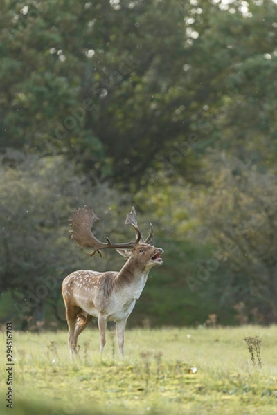 Fototapeta Fallow deer in nature during mating season in autumn colors
