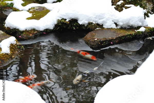 Fototapeta 冬の池に泳ぐ錦鯉です