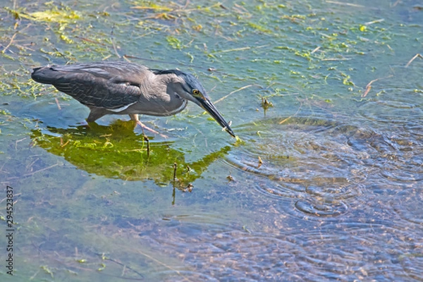 Fototapeta Striated heron caught a small fish
