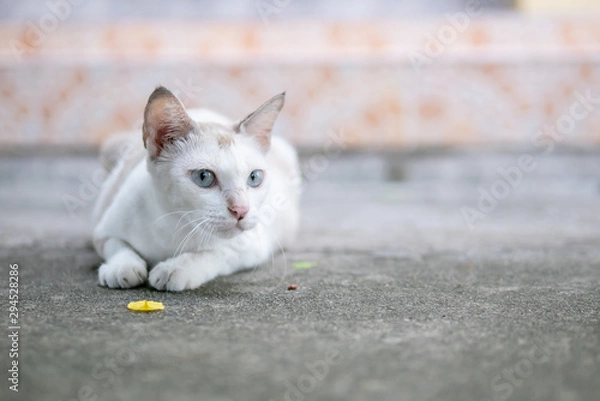 Fototapeta White cat lying on concrete floor
