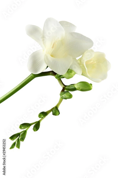 Obraz fresia primaverile