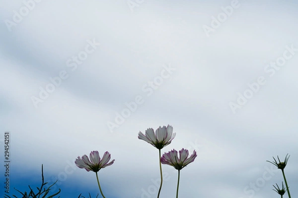 Obraz 秋桜の花びら