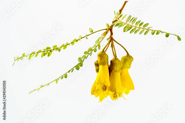 Obraz Close-up view of the spectacular yellow flowers of the New Zealand native Kowhai tree, Sophora microphylla seen isolated against a white background.