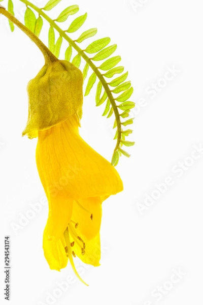 Obraz Close-up view of the spectacular yellow flowers of the New Zealand native Kowhai tree, Sophora microphylla seen isolated against a white background.