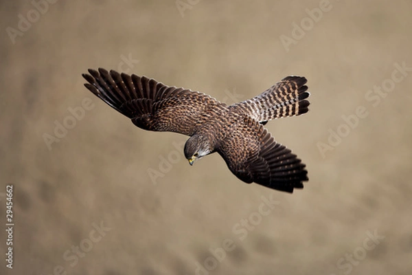 Obraz チョウゲンボウ