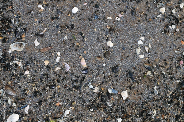 Fototapeta shells on wet sand background