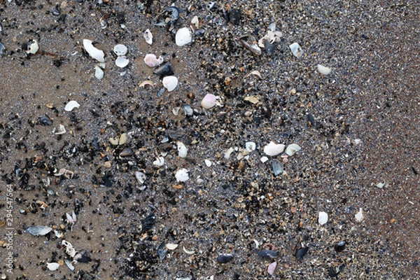 Fototapeta shells on wet sand background