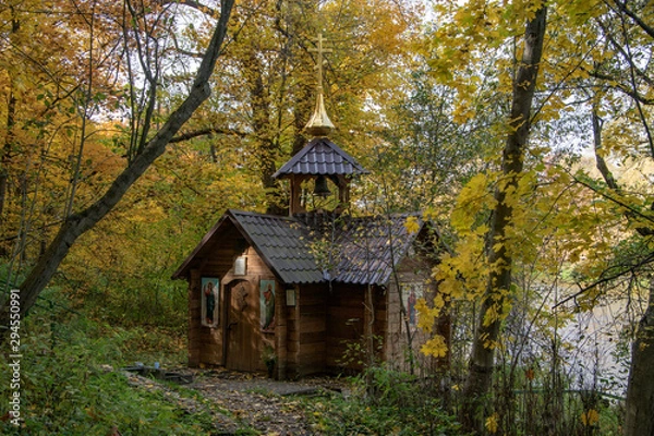 Obraz Lost in the woods