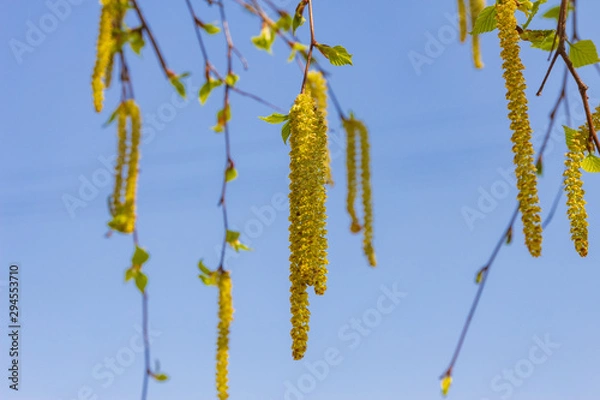 Obraz birch branch (Betula pendula) blooming in spring