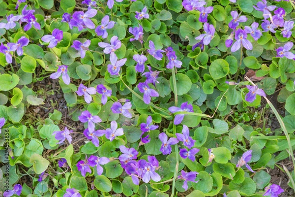 Obraz background of violet flowers violet fragrant (Viola odorata)