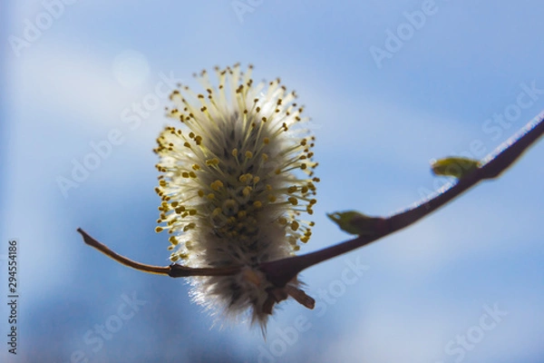 Obraz willow branch (Salix acutifolia) with buds
