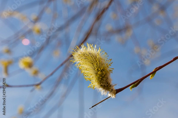 Obraz willow branch (Salix acutifolia) with buds