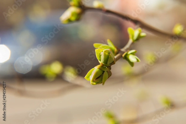 Obraz branch of lilac (Syringa vulgaris) with blooming buds
