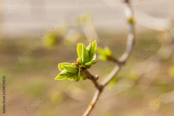 Obraz branch of lilac (Syringa vulgaris) with blooming buds