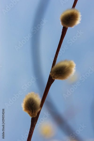 Obraz willow branch (Salix acutifolia) with buds