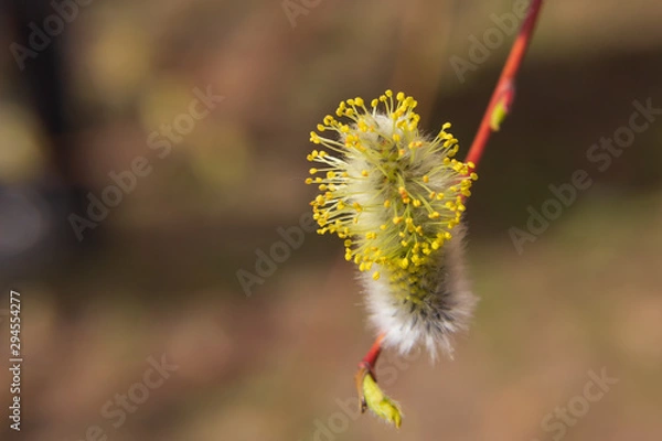 Obraz willow branch (Salix acutifolia) with buds