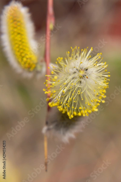 Obraz willow branch (Salix acutifolia) with buds