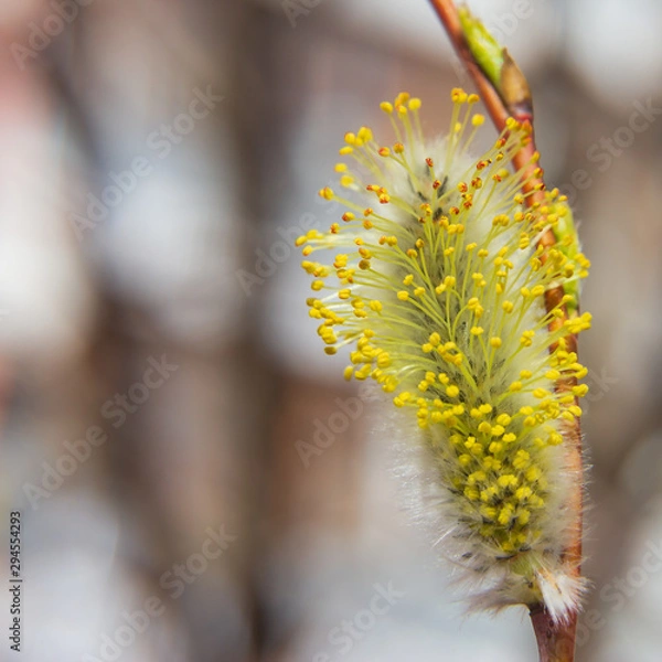 Obraz willow branch (Salix acutifolia) with buds