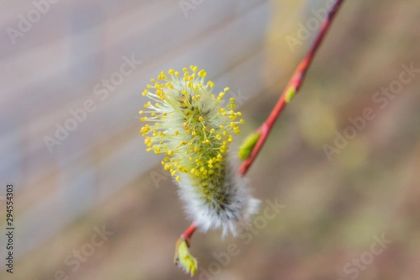Obraz willow branch (Salix acutifolia) with buds