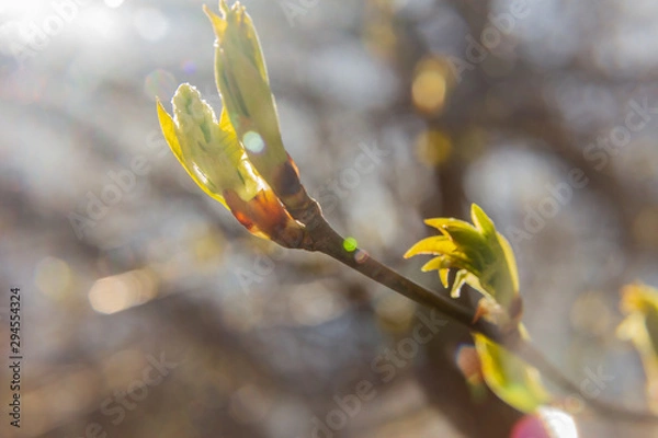Obraz bird cherry branch (Prunus padus) with blooming buds
