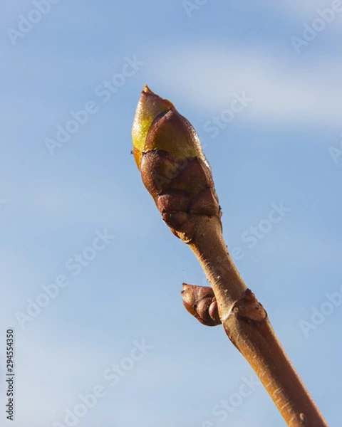 Obraz chestnut branch (Aesculus hippocastanum) with buds