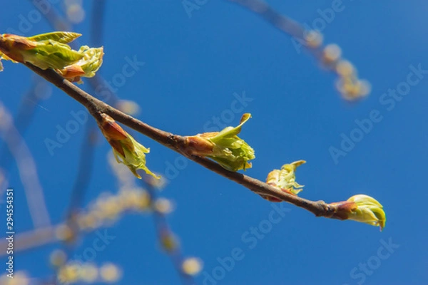 Obraz bird cherry branch (Prunus padus) with blooming buds