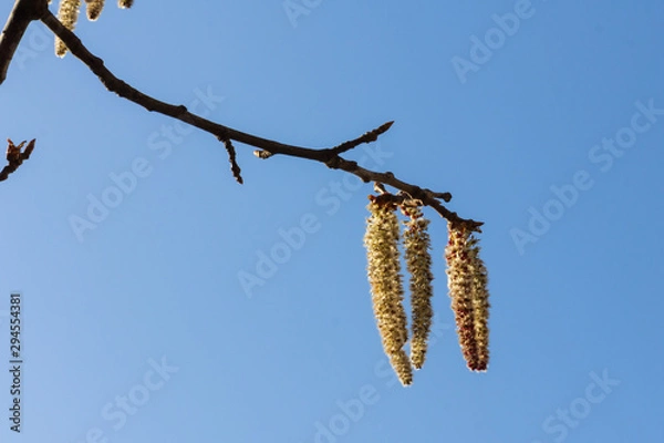 Obraz Flowering aspen tree against a blue sky