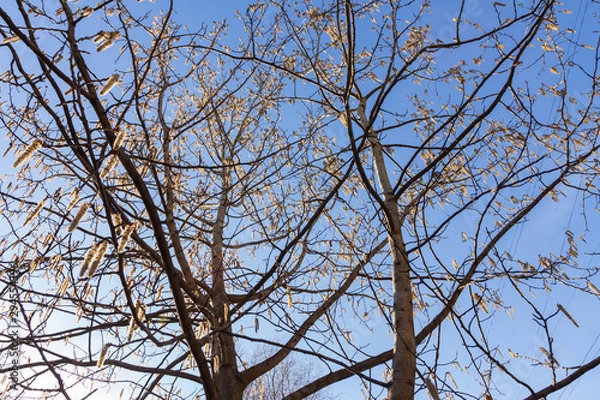 Obraz Spring aspen tree on a background of blue sky