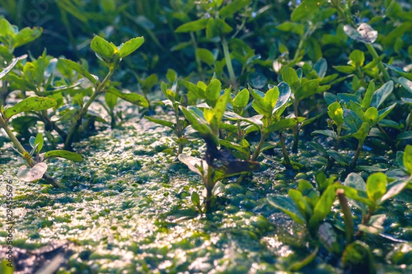Fototapeta European, Water Speedwell or Brooklime (Veronica Beccabunga), a Succulent Herb with Blue Flowers, Evergreen Leaves Growing in a Wet Area on the Margin of a Brook. Was Used as Remedy for Land Scurvy.