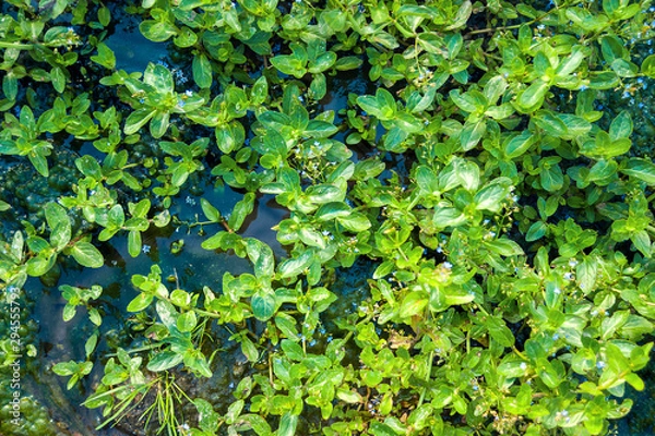 Fototapeta Top-down View of European Speedwell or Brooklime (Veronica Beccabunga), a Herb with Blue Flowers, Evergreen Leaves Growing in a Wet Area on the Margin of a Brook. Was Used as Remedy for Land Scurvy.