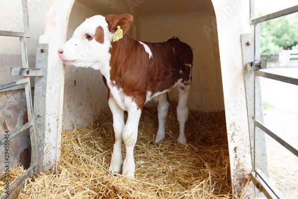 Obraz Newborn Calves in a Farm Shed