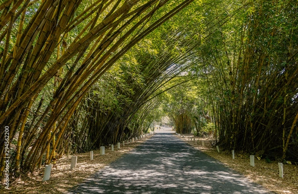 Obraz Pasage formed by large bamboo