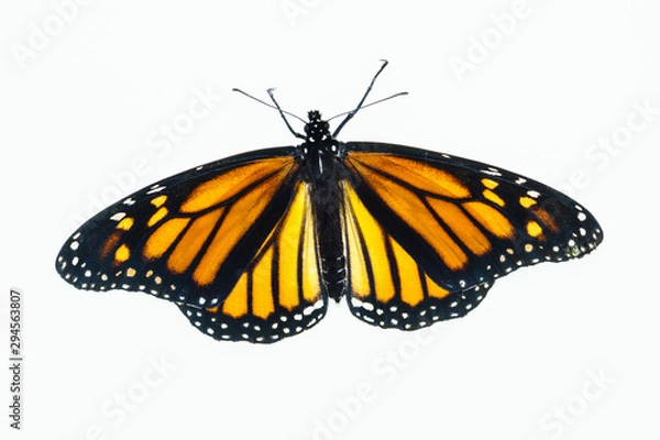 Fototapeta Living female Monarch butterfly (Danaus plexippus) resting with opened wings and isolated against a white background.
