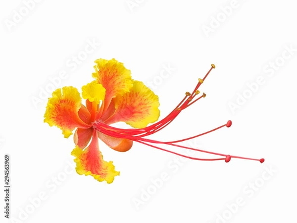 Fototapeta Pride of Barbados (Caesalpinia pulcherrima) isolated on white background, known as Red Bird of Paradise, Dwarf Poinciana, Peacock Flower, and flamboyan-de-jardin.