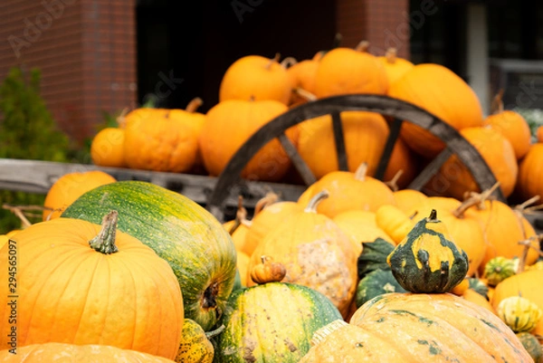 Obraz 北海道ニセコ駅前オータムフェスティバルのカボチャ