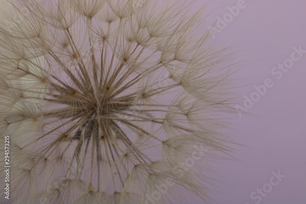 Fototapeta dry dandelion on pink background