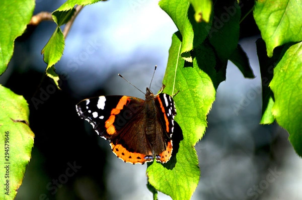 Obraz butterfly Admiral