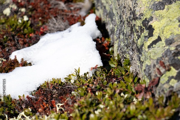 Fototapeta Autumn and snow