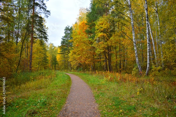 Fototapeta road in the forest