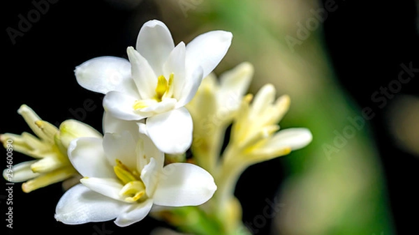 Obraz Isolated close up tuberose flower