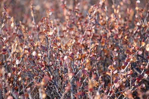 Fototapeta orange leaves