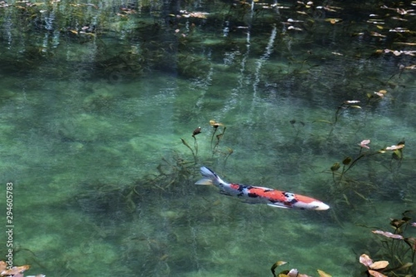 Fototapeta 池の錦鯉