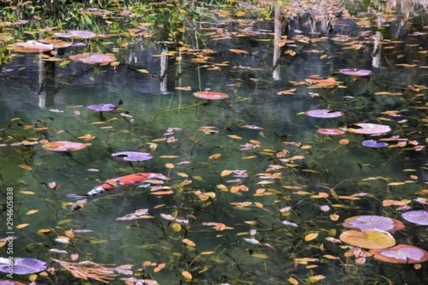 Obraz 鯉の泳ぐ池