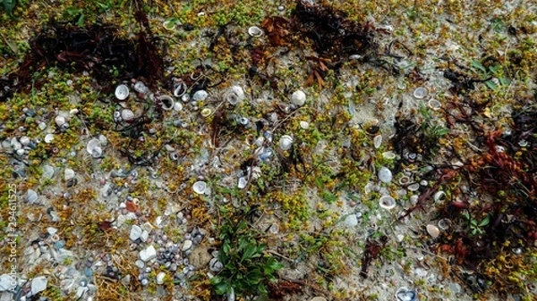 Obraz Seashells on the beach
